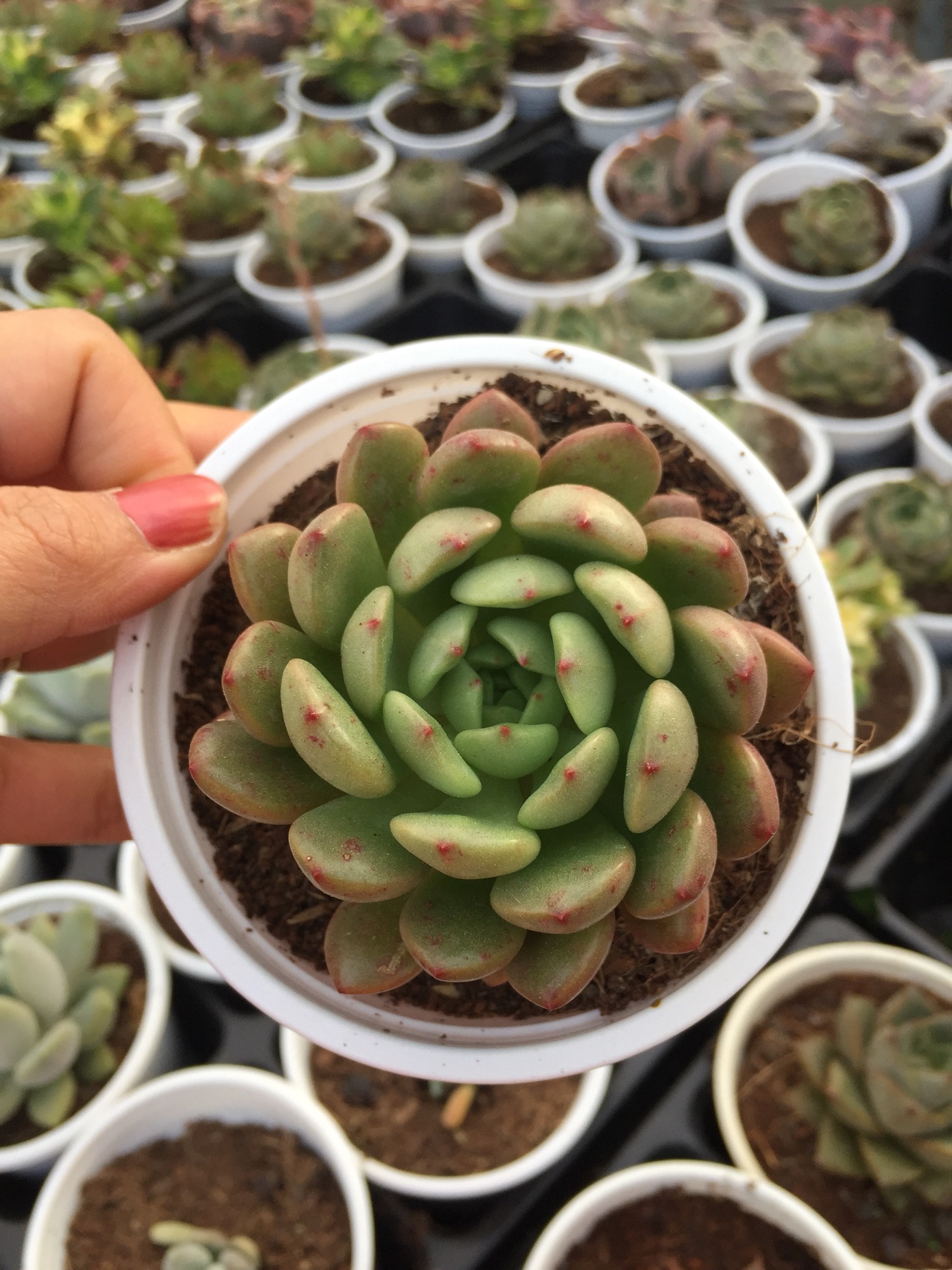 Sen Đá Ruby Đỏ size trung