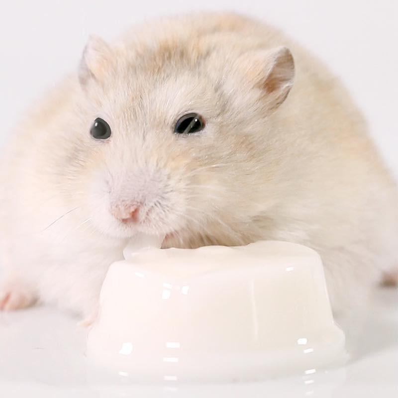 pudding sữa dê cho hamster , sóc, nhím, thỏ, bọ - T3 PETS SHOP