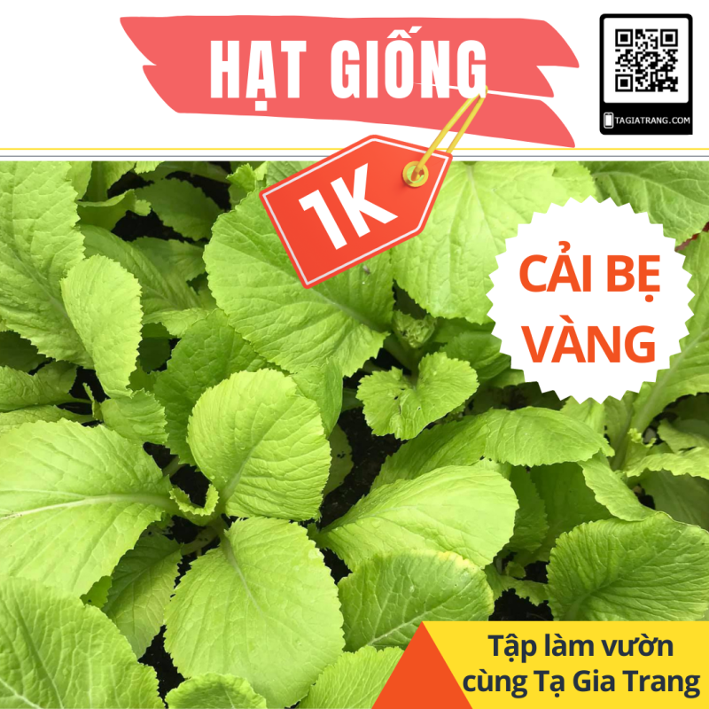 Deal 1K - Hạt giống Cải bẹ vàng - Dự án Tập làm vườn cùng Tạ Gia Trang