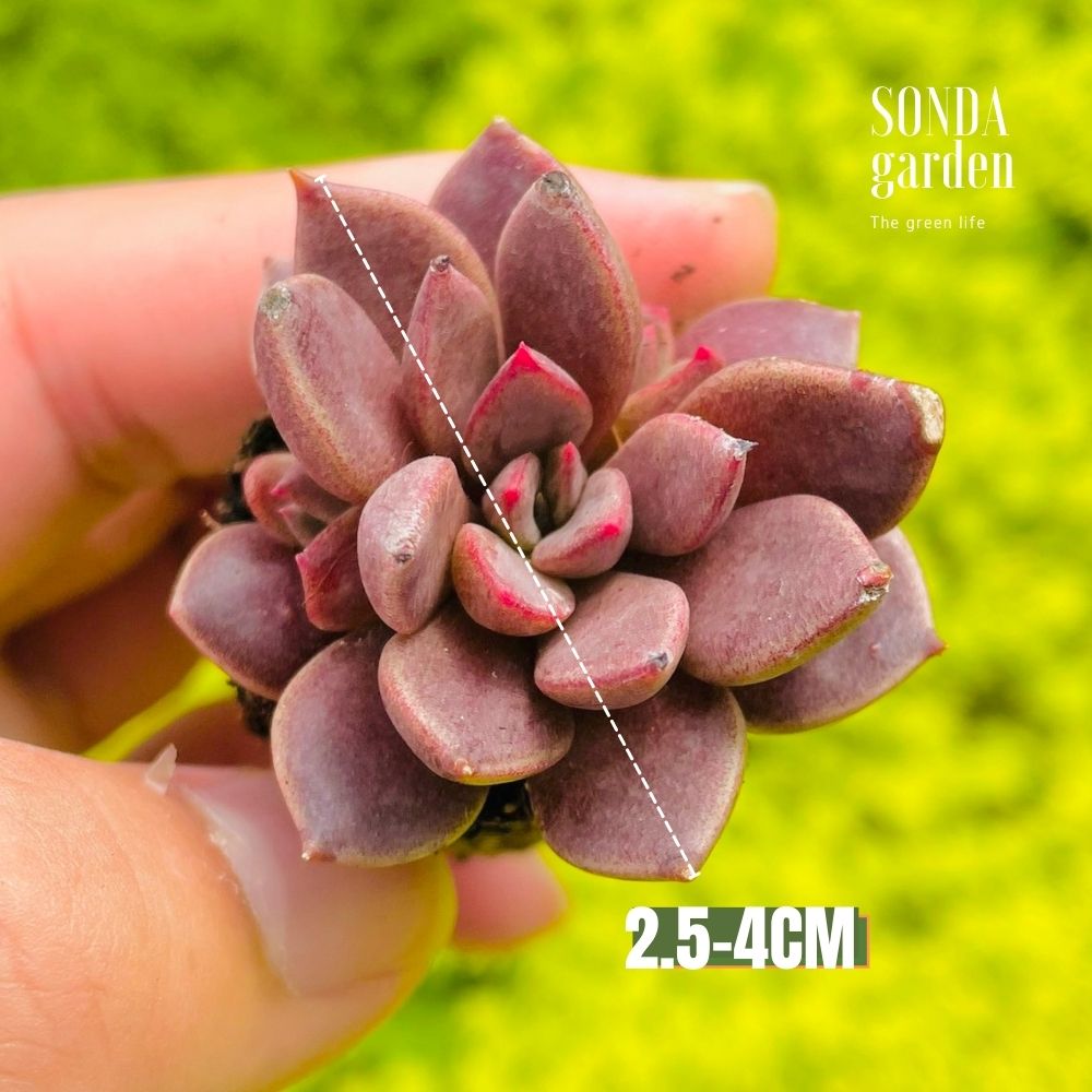 SEN ĐÁ MẶT TRĂNG SIZE MINI LỖI 1 ĐỔI 1
