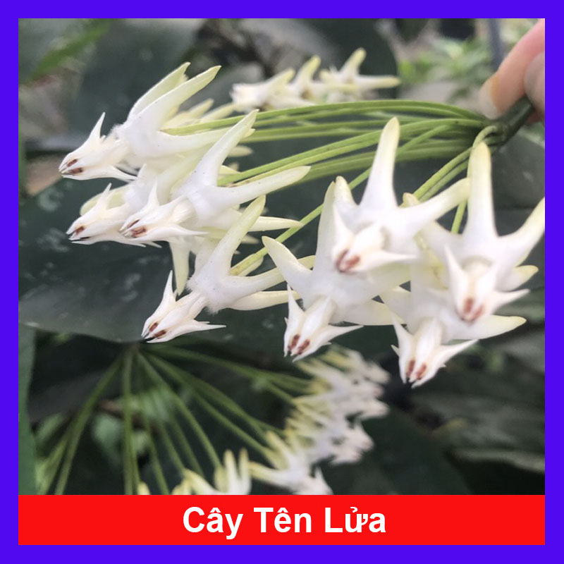 Cây Tên Lửa - Cây cảnh sân vườn