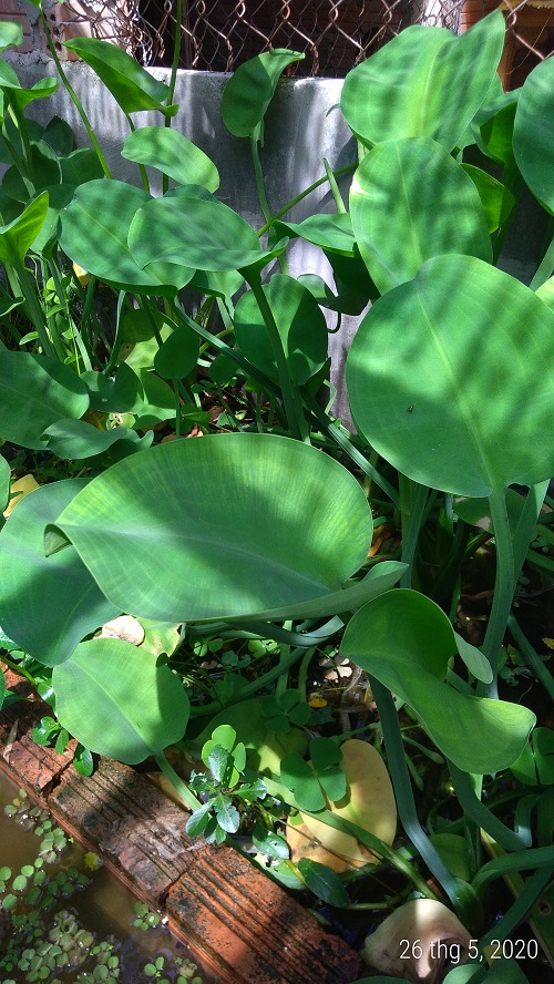 Cây kèo nèo - Cây thủy sinh (1 cây con khoảng 20 - 30 cm)