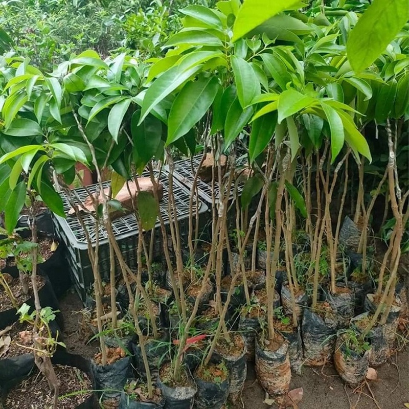 CÂY GIỐNG VẢI  KHỔNG  LỒ  (siêu sớm phù hợp khi hậu 3 miền)