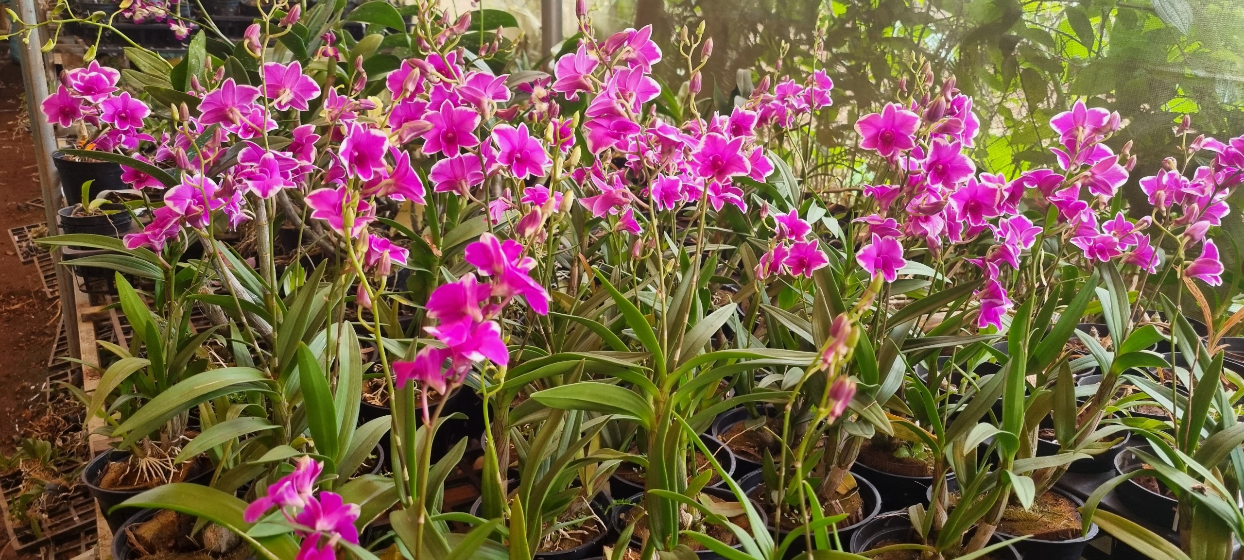 [Chính hãng] chậu denro mini chớp tím cực siêng hoa đang nụ dể trồng dể chăm sóc