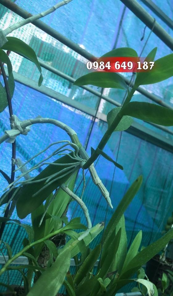chiêu kích rễ của thầy tám ngọc [hỗ trợ vc]