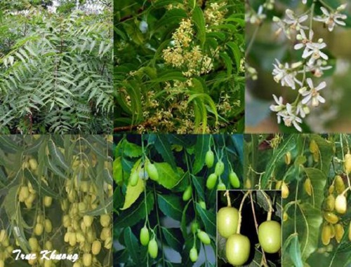 [HCM]Hạt Neem hữu cơ
