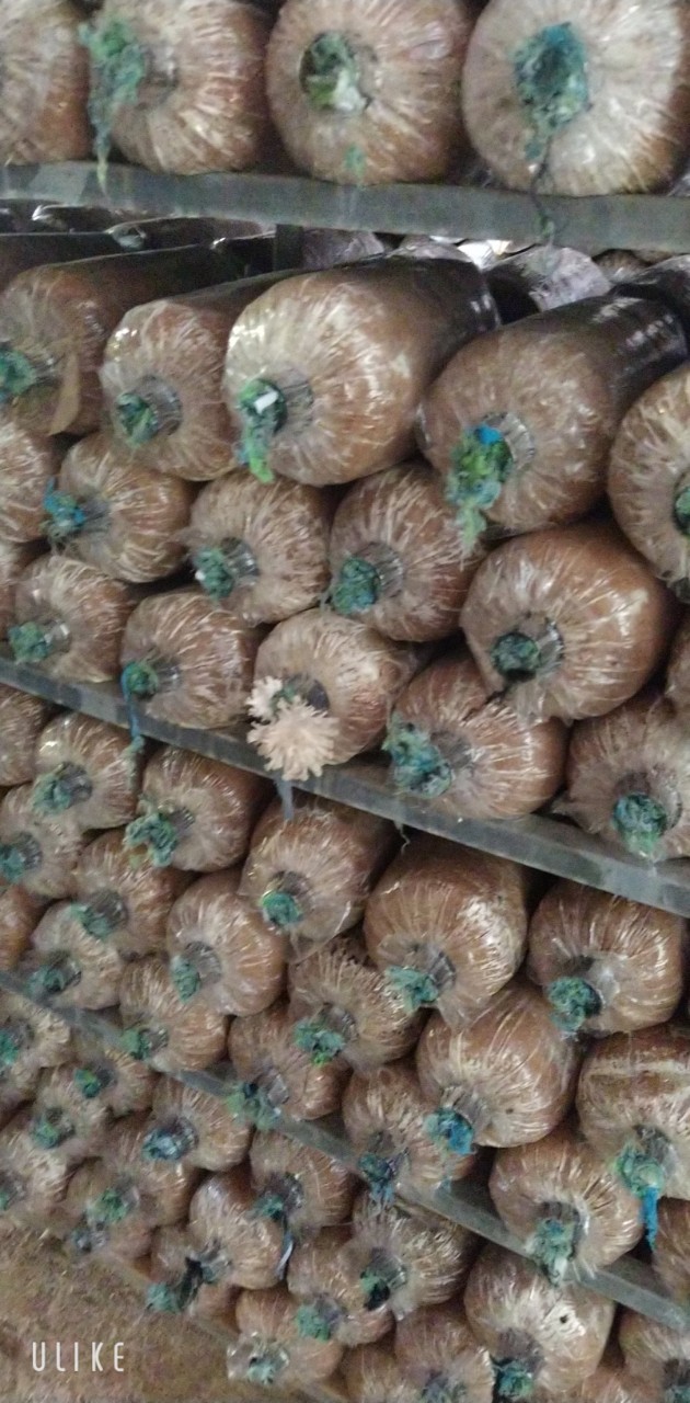 Phôi nấm bào ngư trắng
