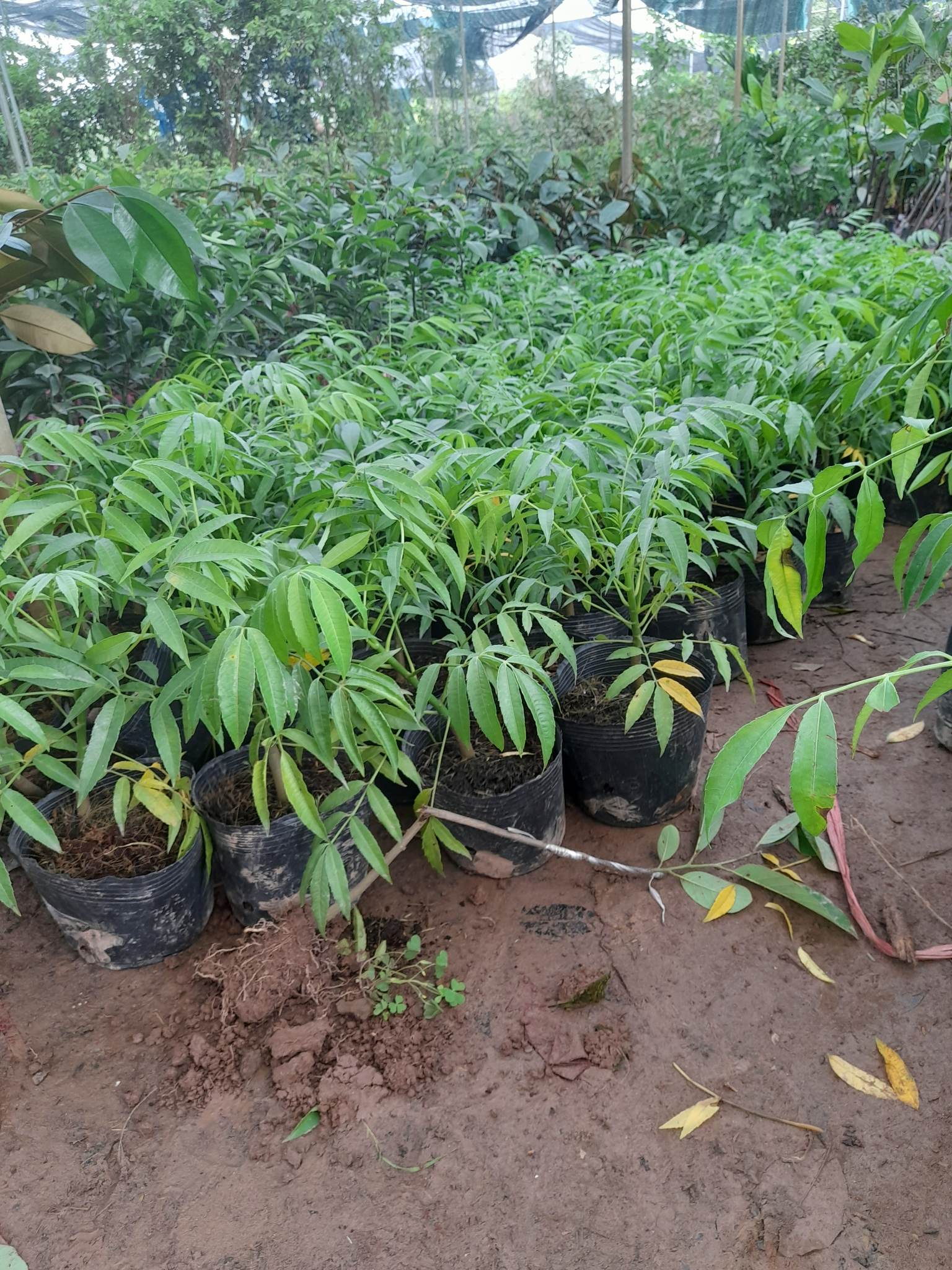 Giống Cóc Thái cây ăn quả độc đáo+Tặng kèm phân bón