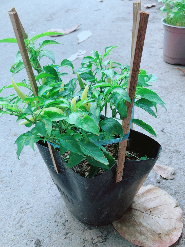 Bụi Ớt Sừng Trâu