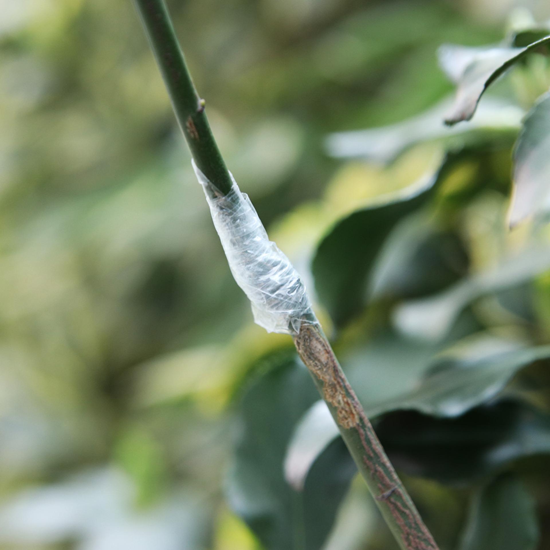 Băng ghép cây cuộn xanh 2cm