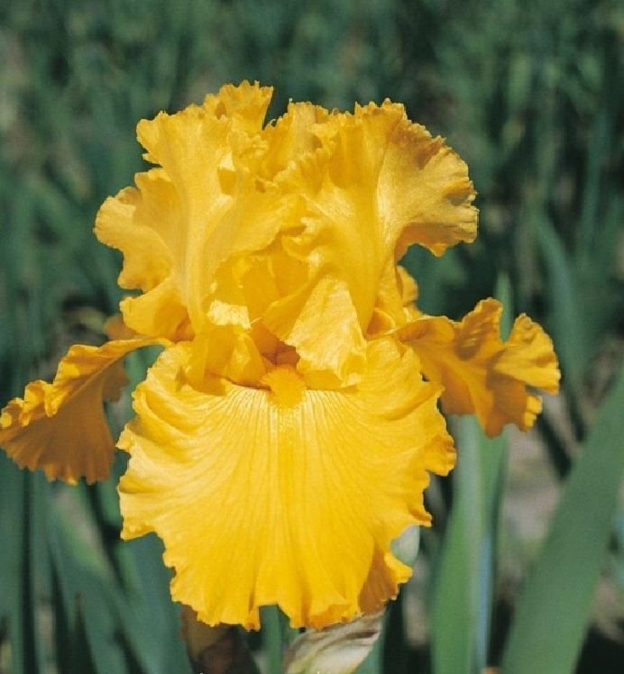 Hạt Giống Diên Vĩ Vàng (Iris Vàng) - Gói 10 hạt