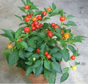 [Seeds] Hạt giống Ớt trái tròn Rado527, đóng gói 0.2gr