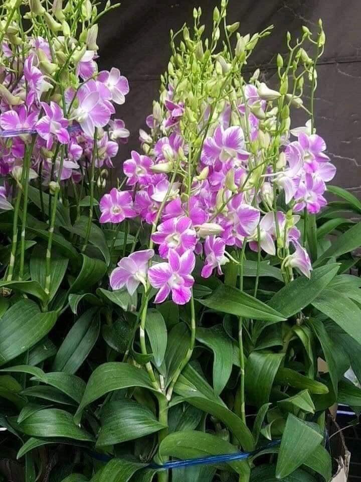 HOA LAN CHỚP HỒNG