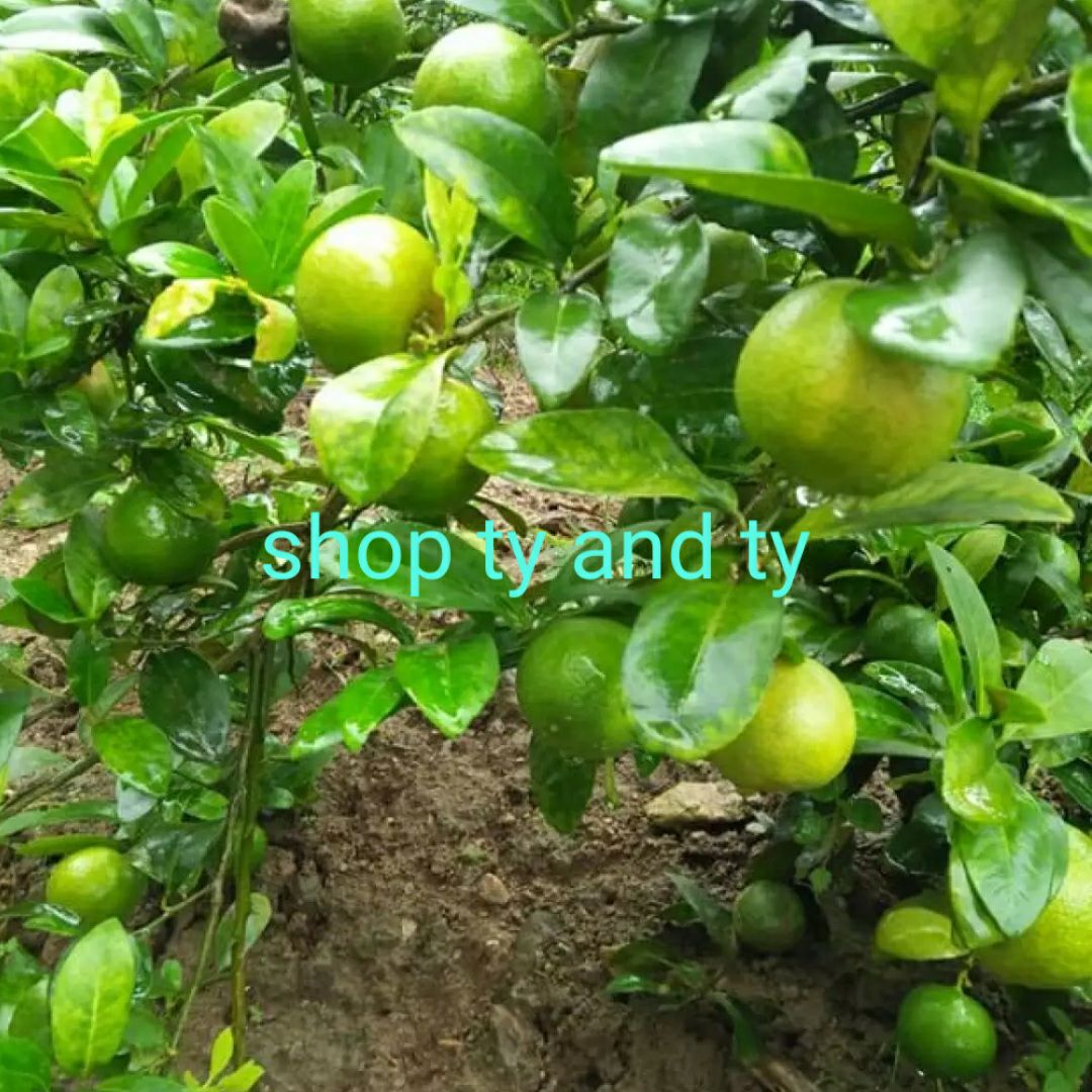 cây chanh dây nam phi ngọt thơm combo 3 cây