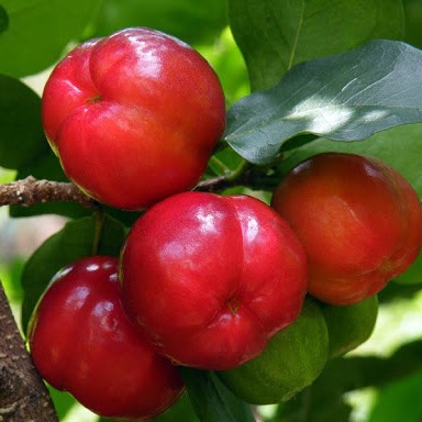 CÂY GIỐNG SƠ RI NGỌT - CÂY SƠ RI