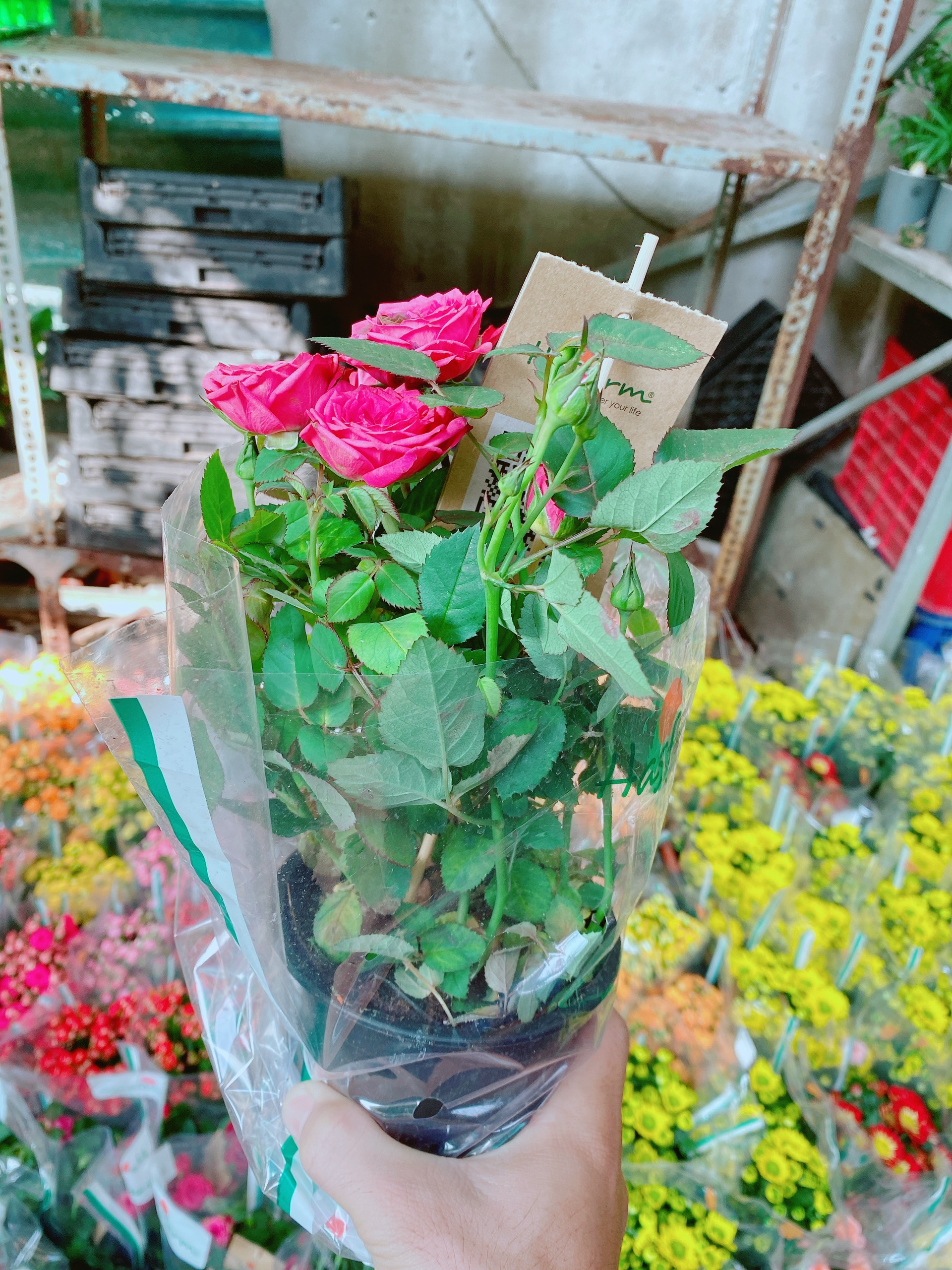 Hoa Hồng Đà Lạt Hồng