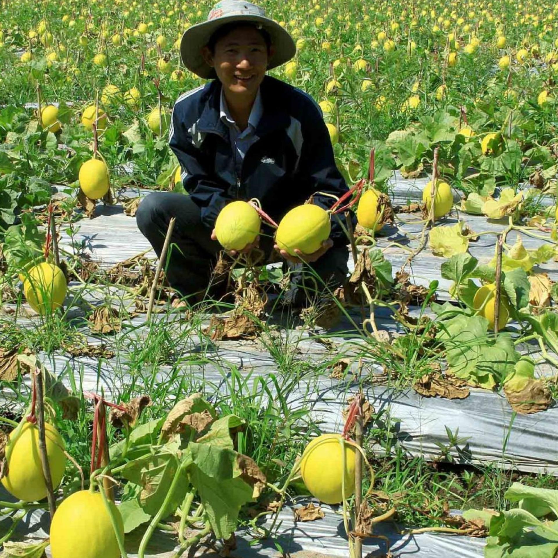 1g Hạt giống Dưa lê (tặng Kích nẩy mầm, Hướng dẫn ươm)
