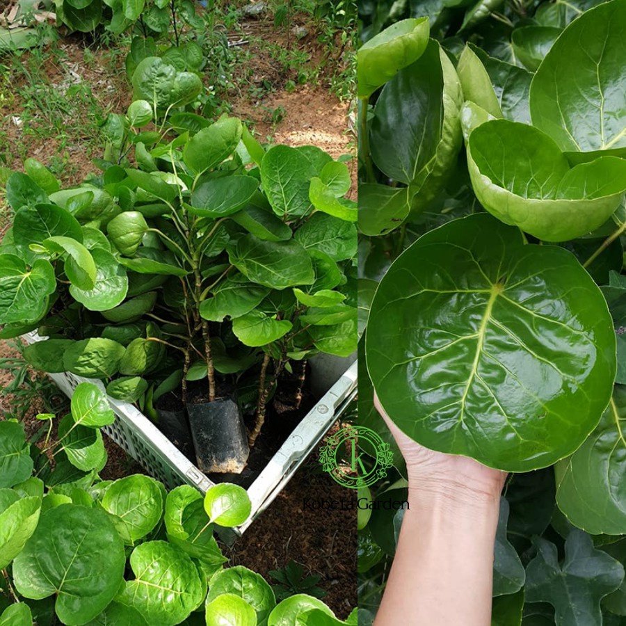 CÂY ĐINH LĂNG LÁ TRÒN THÁI LAN - cây giống
