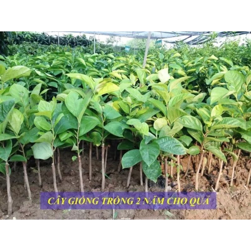 Cây giống hồng đen socola siêu sớm (cây giống có bảo hành )