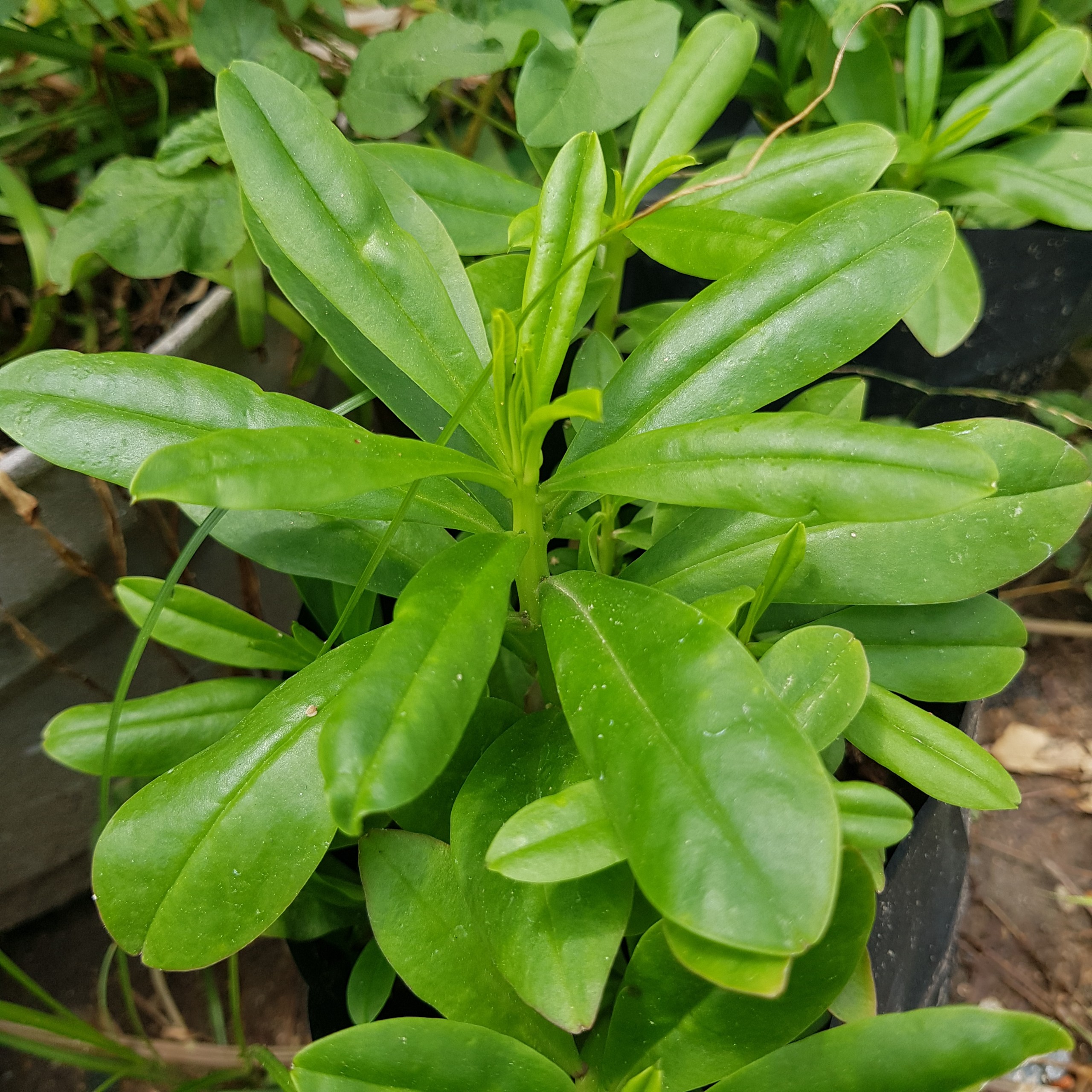 CÂY SÂM ĐẤT (THỔ SÂM, ĐỊA SÂM)