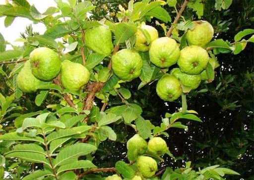 CÂY GIỐNG ỔI NỮ HOÀNG
