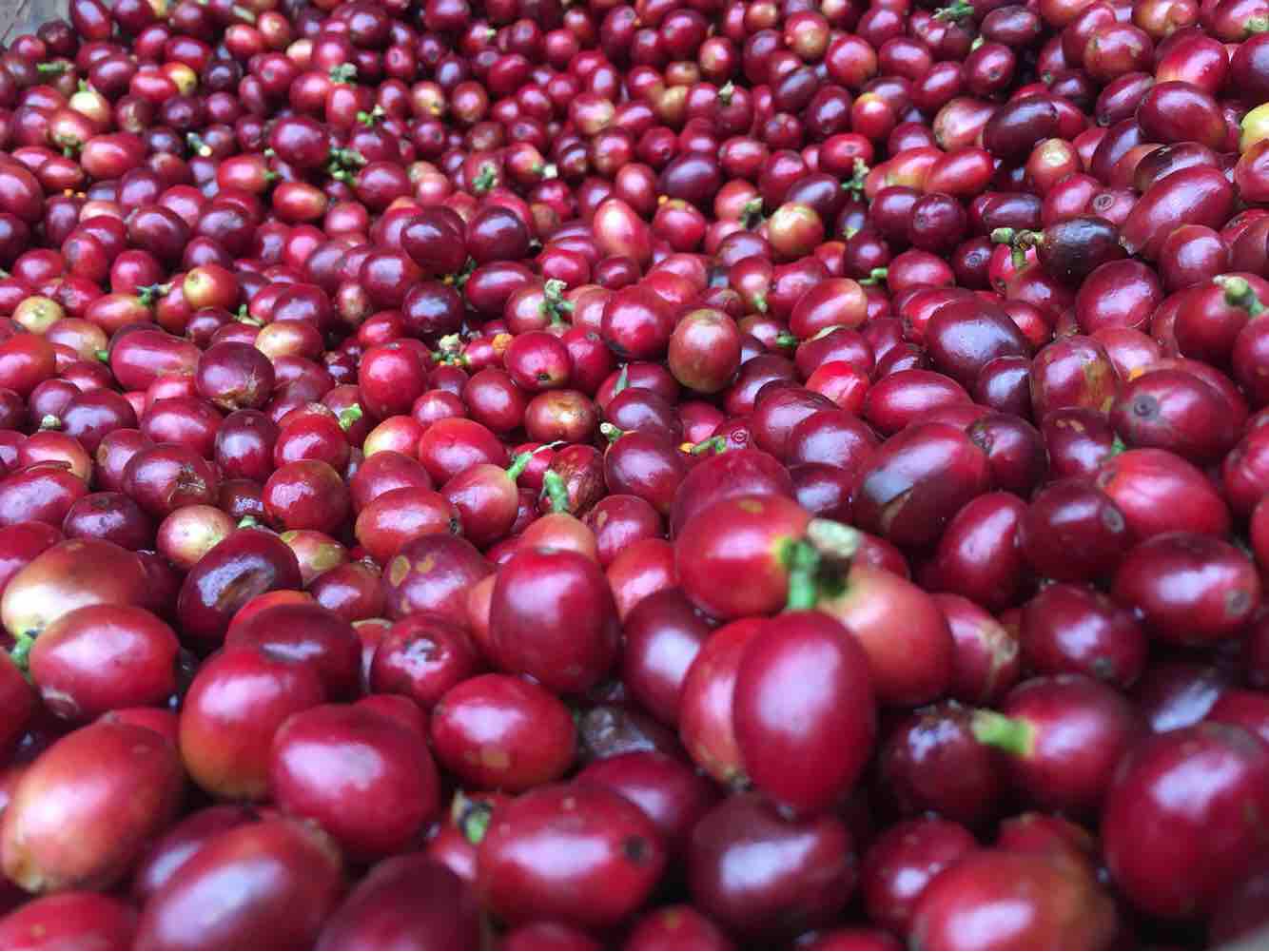 Cascara tea