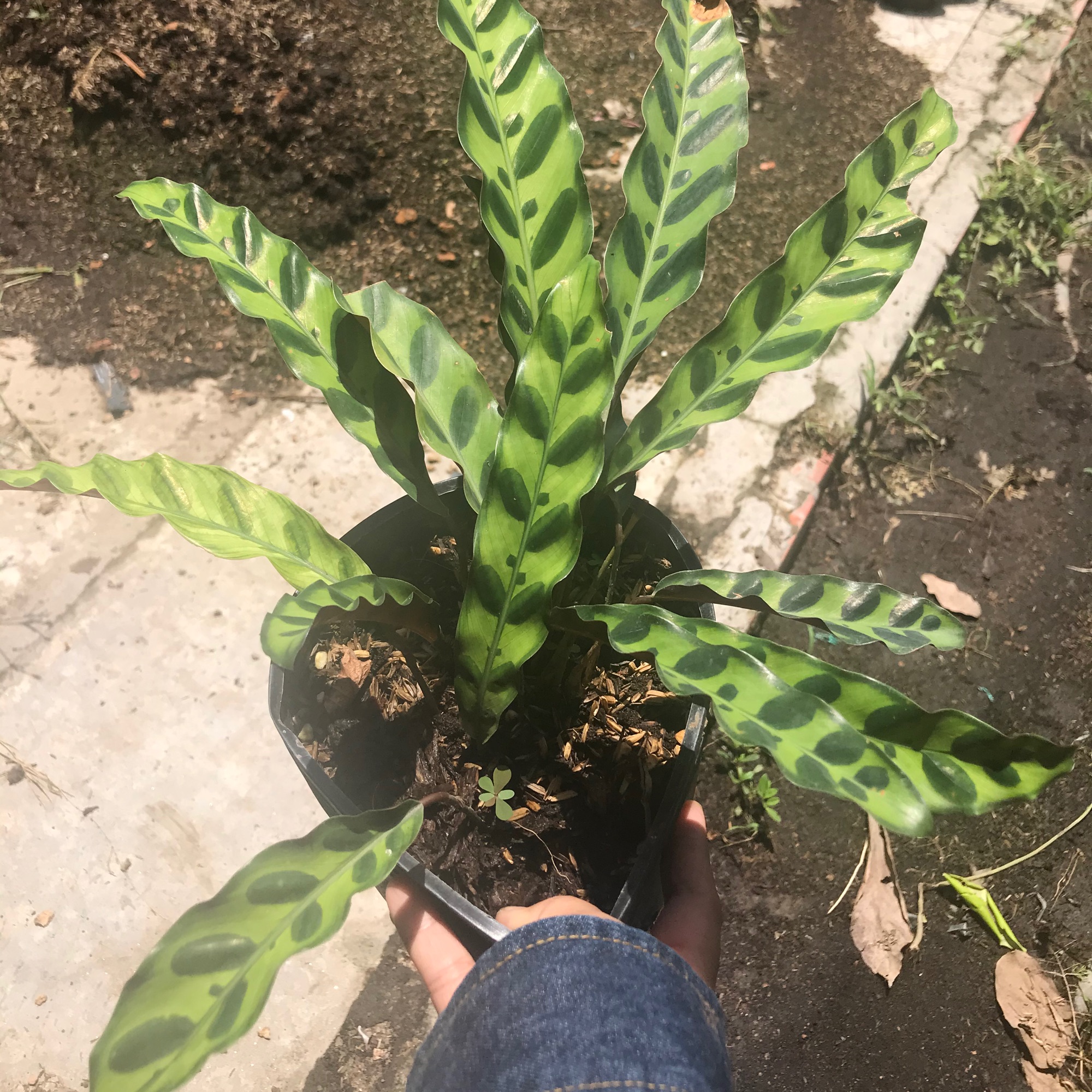 Cây đuôi phụng + tặng phân bón