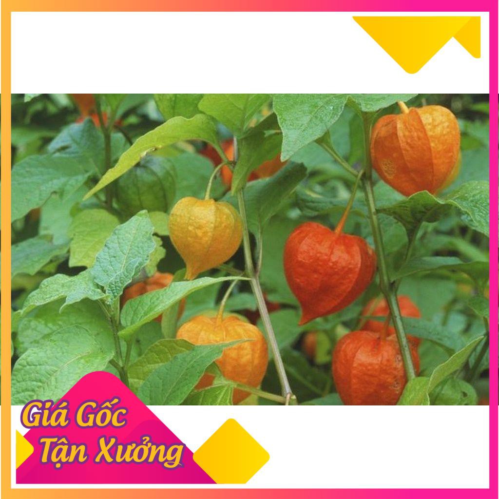 [HCM]Khu Vườn Hạt Giống Quả Tầm Bóp .