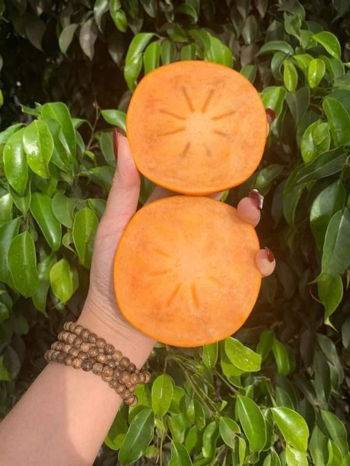 Cây giống Hồng Giòn Nhật Bản [ f1 ]