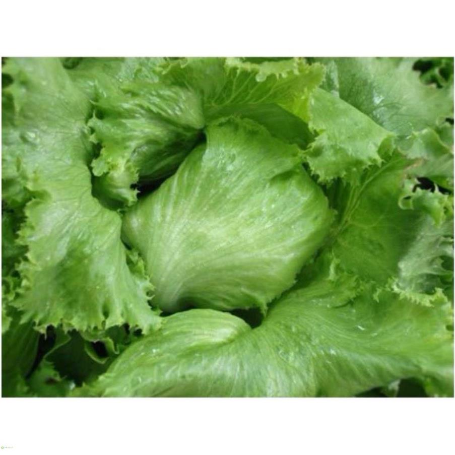 Hạt giống xà lách minetto - gói 2 gram