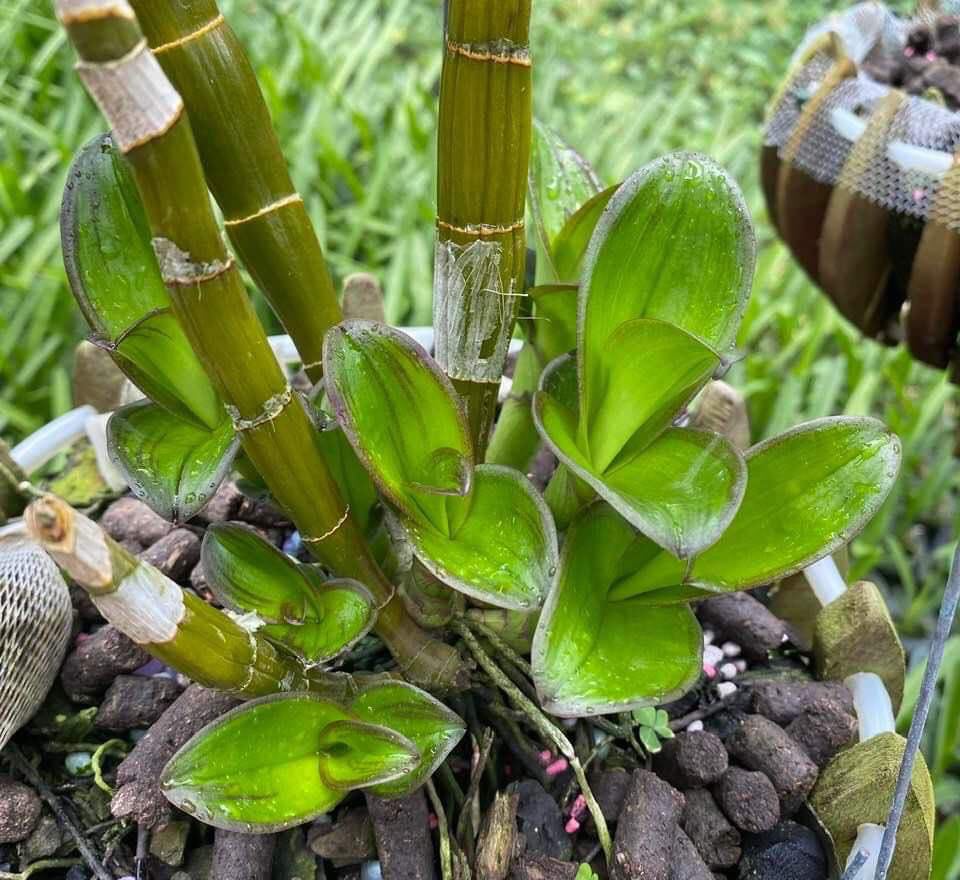 KICK KI & HOA KEIKI DUY XANH