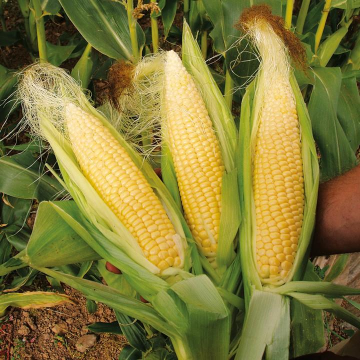 Hạt giống ngô ngọt (bắp mỹ)