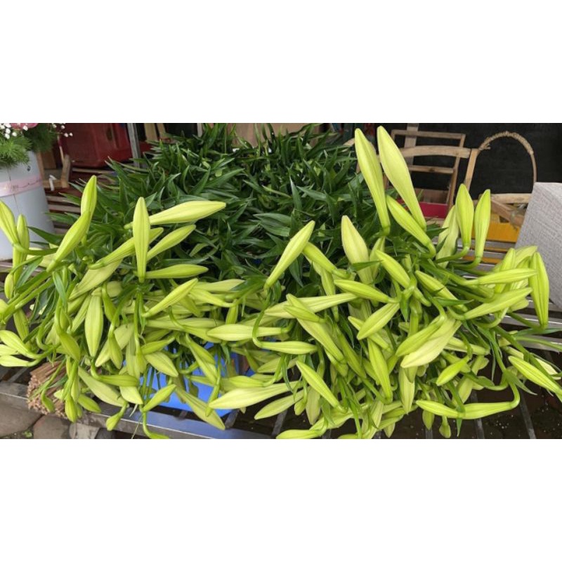 Củ Hoa Loa Kèn Trắng Chịu Nhiệt