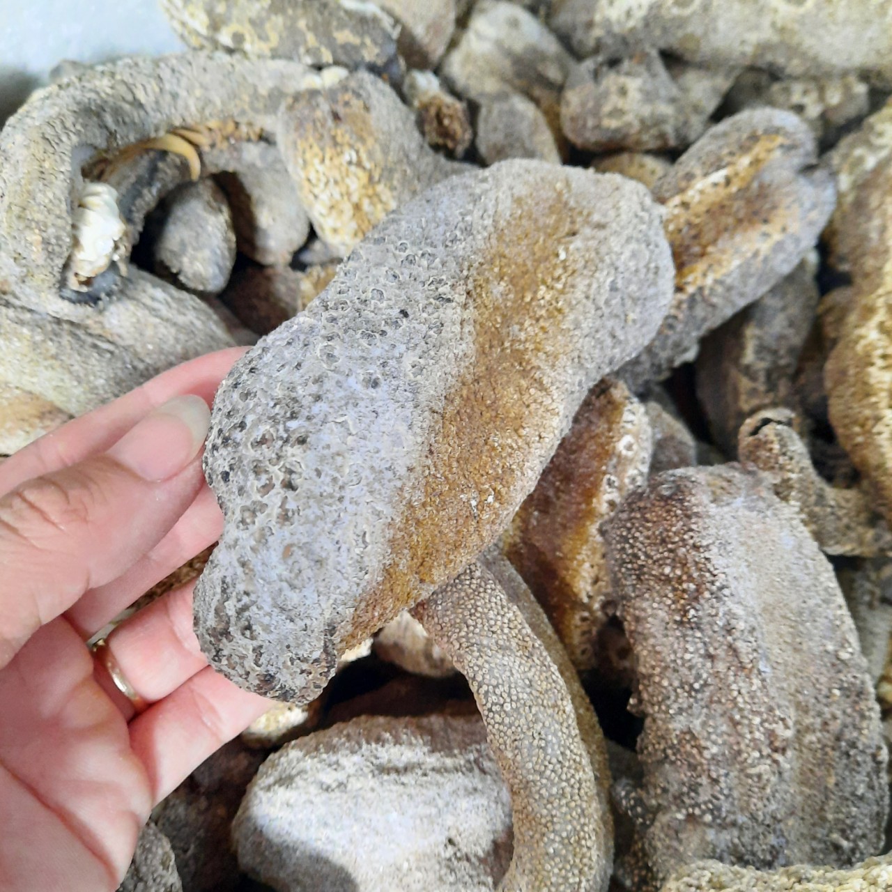 200gr Hải sâm da chăn. Hải sâm da trăn. Đồn đột da chăn. Ngận da trăn