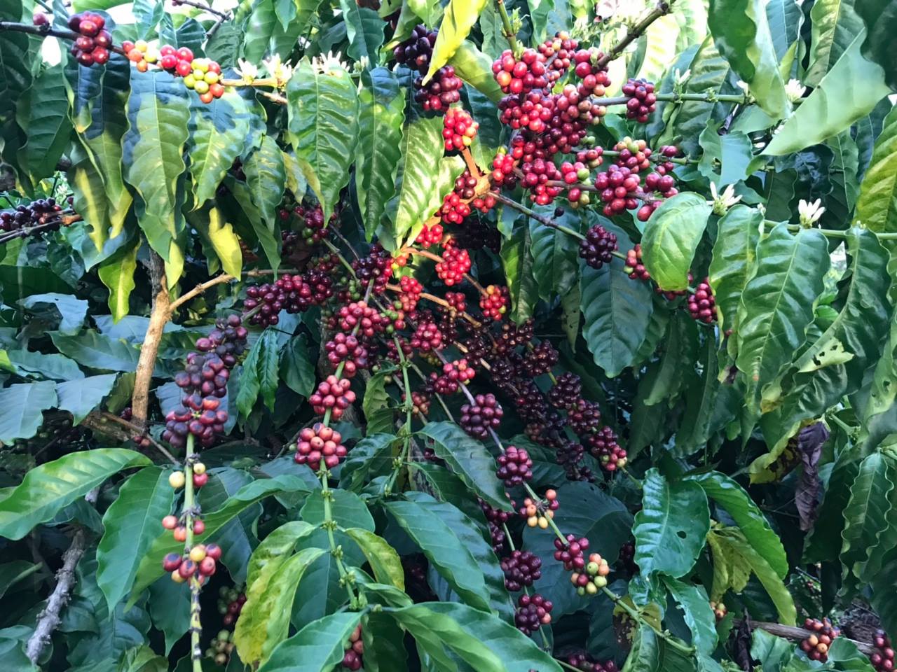 Cà phê bột Kuffie Robusta 100% Pure Coffee Robusta 500g