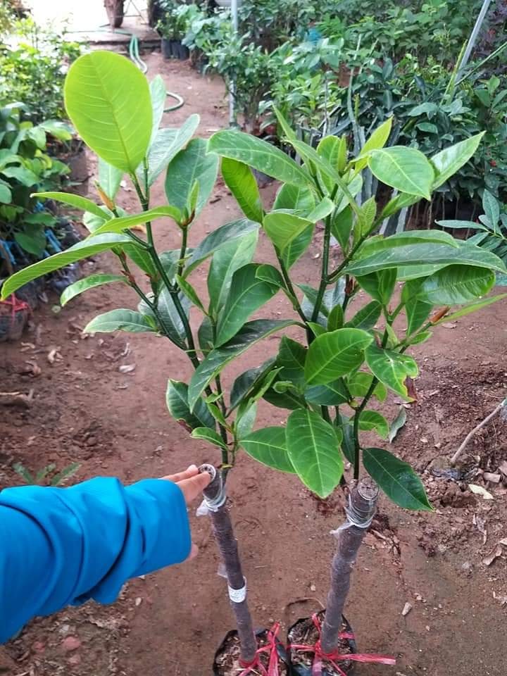 Cây giống mít tố nữ