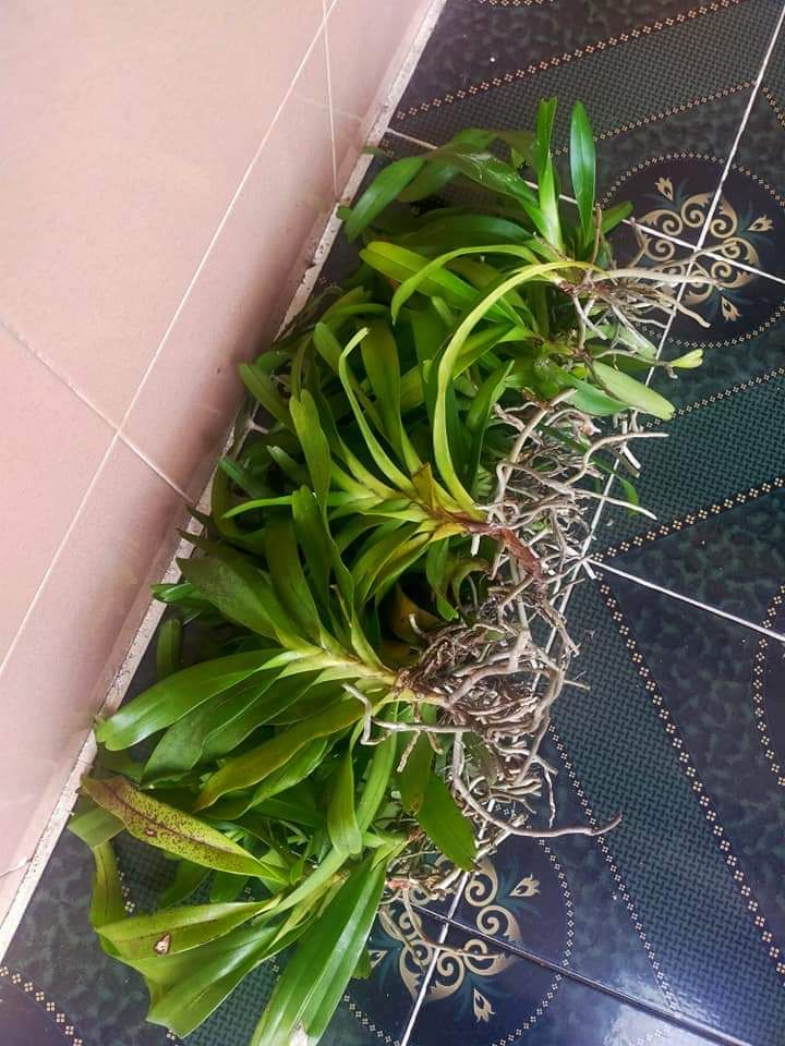 Hoa lan quế thơm đẹp