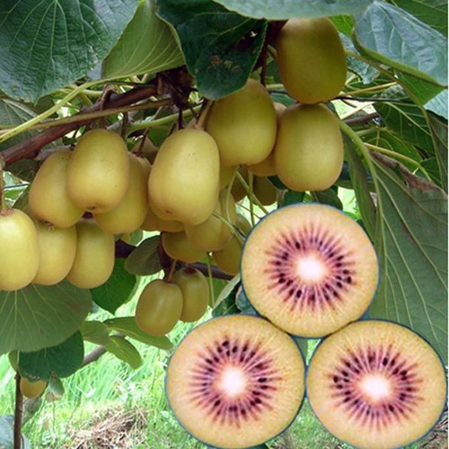 Cây giống kiwi ruột đỏ, xanh, vàng