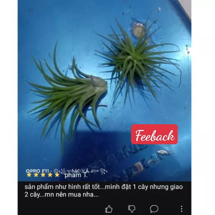 cây không khí thạch thảo lớn (màu đỏ size nhỏ)