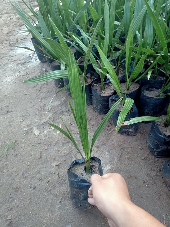 cây giống chà là thái