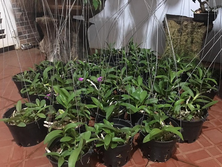 Hoa lan trầm tím điện biên (cây đẳng cấp, cao 20cm)