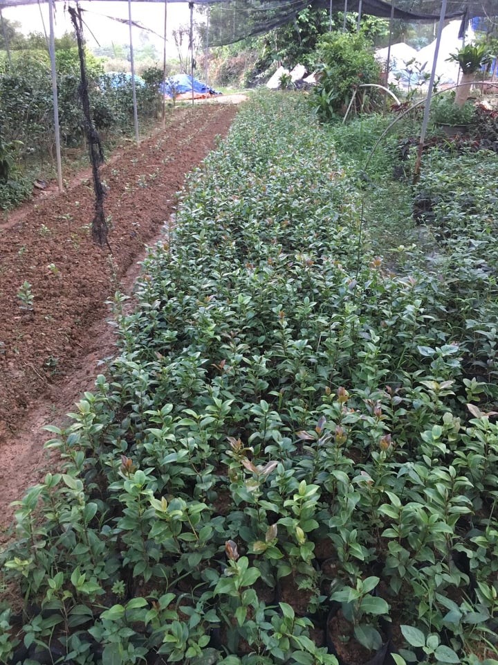 Cây hoa trà my đỏ cổ có bầu đất ra hoa tết