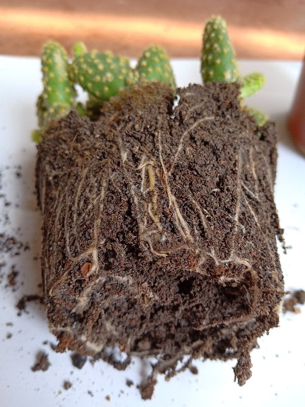 Chậu xương rồng tai thỏ hoa đỏ (8-10 cây 1 chậu)