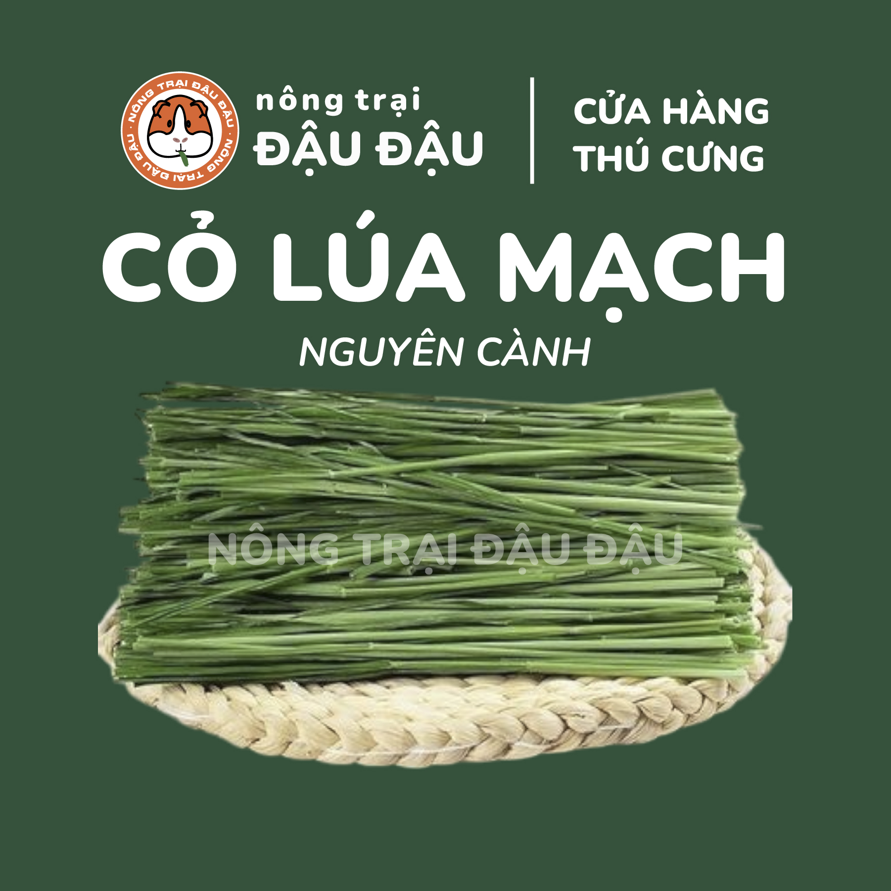 Cỏ Lúa Mạch Non Cho Thỏ, Bọ Ú, Chinchilla Nguyên Cành Mềm Siêu Thơm