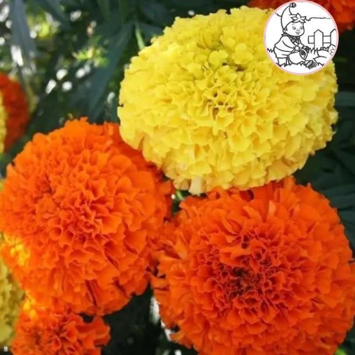 Hạt hoa vạn thọ 2 màu m-01 - gói 1 gram