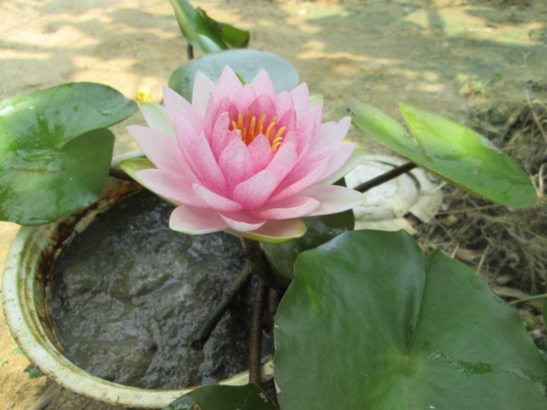 cây giống hoa súng thái lan mini