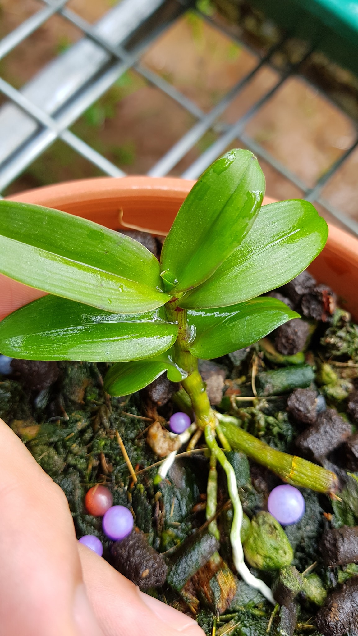 Hoa lan phi điệp Mít phân nhánh Chùa Hương