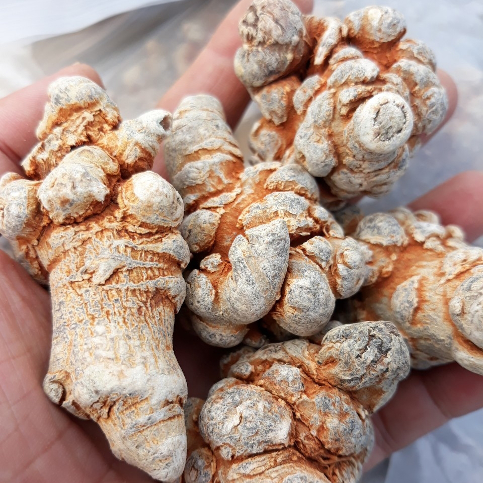 [HCM]củ tam thất 500g loại chuẩn 6 củ 1 lạng