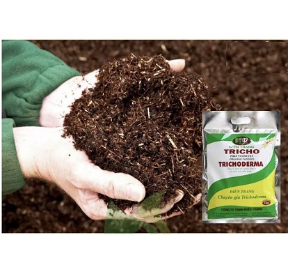 PHÂN VI SINH VẬT TRICHODERMA CHUYÊN DÙNG ĐỂ Ủ PHÂN HỮU CƠ VÀ KIỂM SOÁT NẤM BỆNH