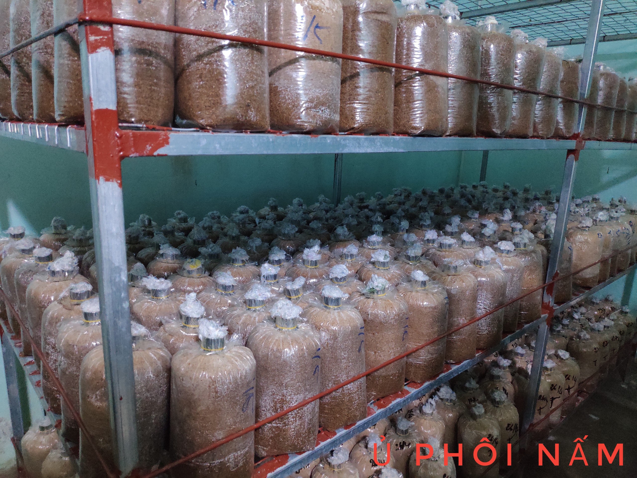 Combo 6 Phôi Nấm Chân Dài Trồng Tại Nhà